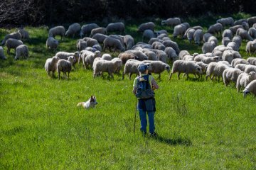 Débat d'idées : partage des enjeux du pastoralisme avec des éleveurs et des acteurs du territoire lotois