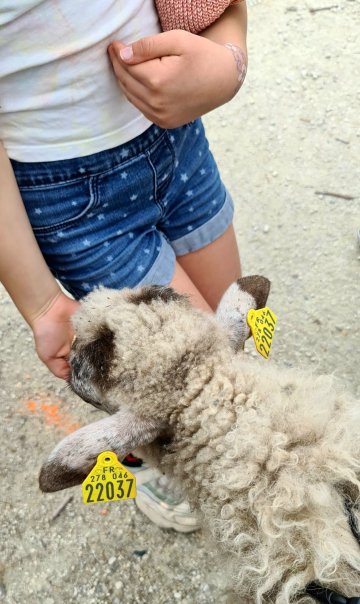 La Brebis landaise, un mouton pas comme les autres