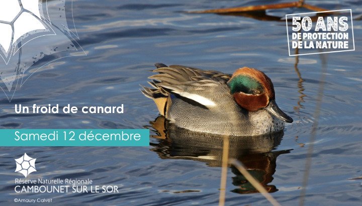 Un froid de canard