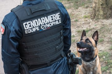 Démonstrations de maîtres-chiens