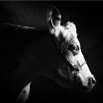 Exposition "Races normandes, un patrimoine agricole à découvrir"