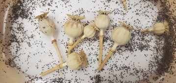 Atelier : sauveurs de graines