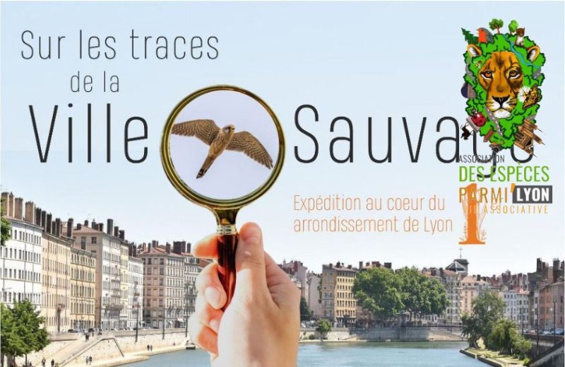Balade biodiversité avec "Des Espèces Parmi'Lyon" // Pentes de la Croix-Rousse
