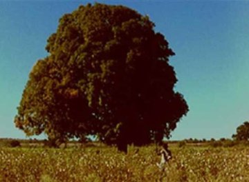 Arbres – un voyage immobile