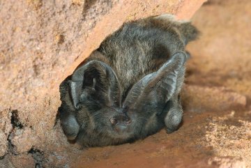 Vivre en harmonie avec es chauves-souris