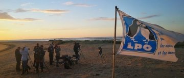 Sur l'itinéraire des oiseaux migrateurs : la Pointe de l'Aiguillon