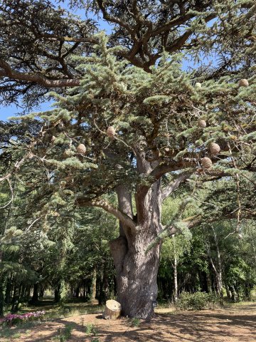 Balade "Arbres remarquables"