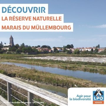 Les oiseaux migrateurs du Müllembourg