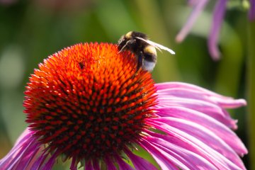 Les plantes et insectes au gré du vallon des Torrières