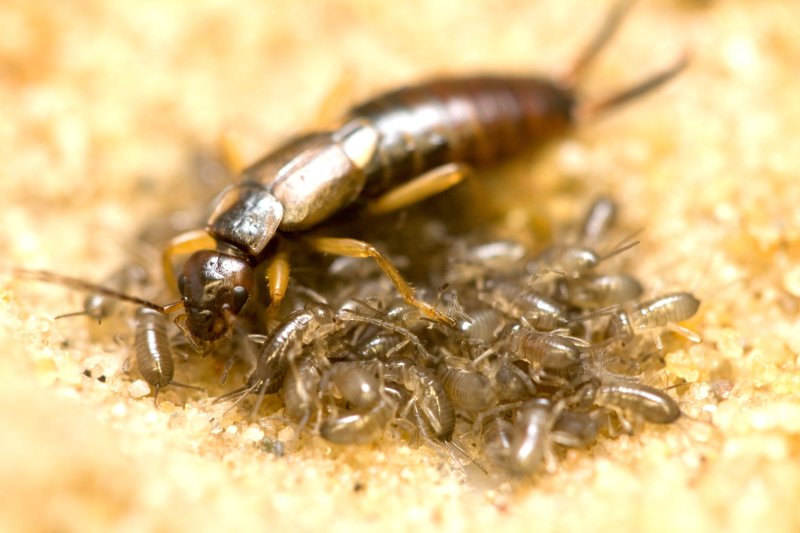 Les secrets de la vie de famille des insectes