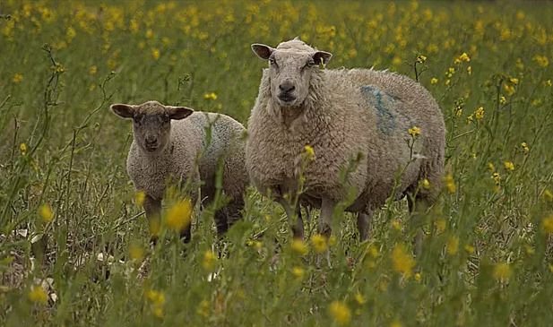 Webinaire IRD Occitanie - Pastoralisme et DFCI (Défense des Forêts Contre les Incendies) : tour d'horizon des dispositifs d'accompagnement existants