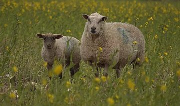 Webinaire IRD Occitanie - Pastoralisme et DFCI (Défense des Forêts Contre les Incendies) : tour d'horizon des dispositifs d'accompagnement existants