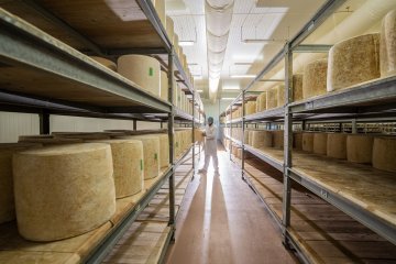 Visite guidée : découvrez la fabrication du cantal AOP au lait cru et du fromage Le Thérondels 🧀
