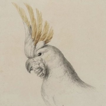 Conférence : "La représentation des animaux entre art et science : l’exemple du Muséum" par Alice Lemaire