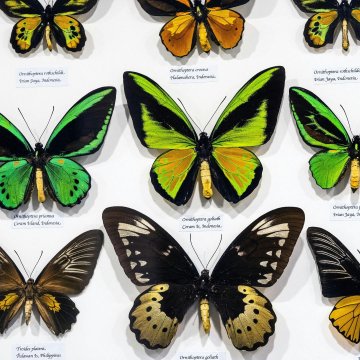 #RDVdumardi - Museum d'Histoire Naturelle "Les papillons"