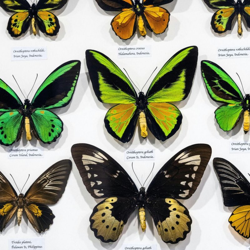 #RDVdumardi - Museum d'Histoire Naturelle "Les papillons"