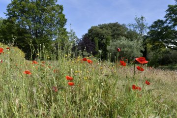 DU PARC BORTOLI AU PARC BORELY 
Visite balade « Trame verte - Patrimoine végétal »