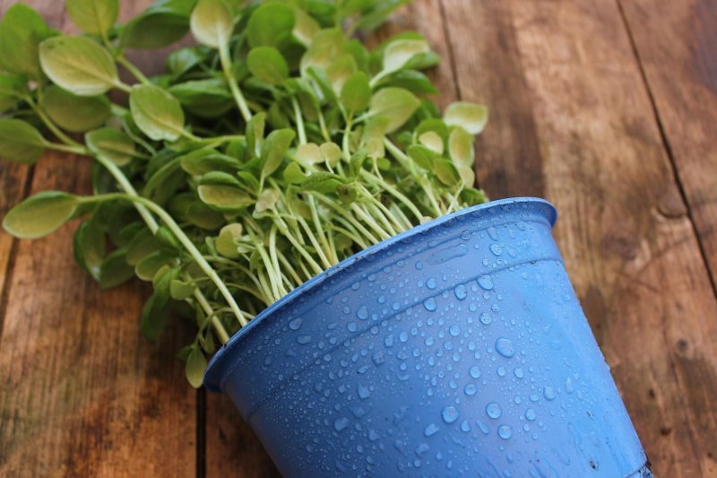 Se soigner par les plantes