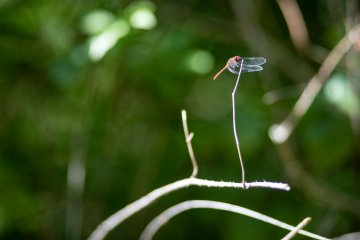 À la découverte des insectes
