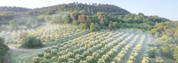 Visite et découverte de l'oléiculture au Moulin Bastide du Laval