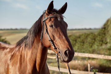 Rencontre autour du cheval