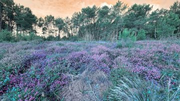 Les Landes au fil du temps