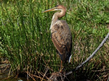 Journée en bateau sur l’Arawak et découverte de l’Île Nouvelle