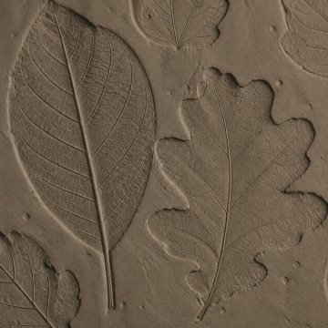 atelier Impressions végétales sur argile