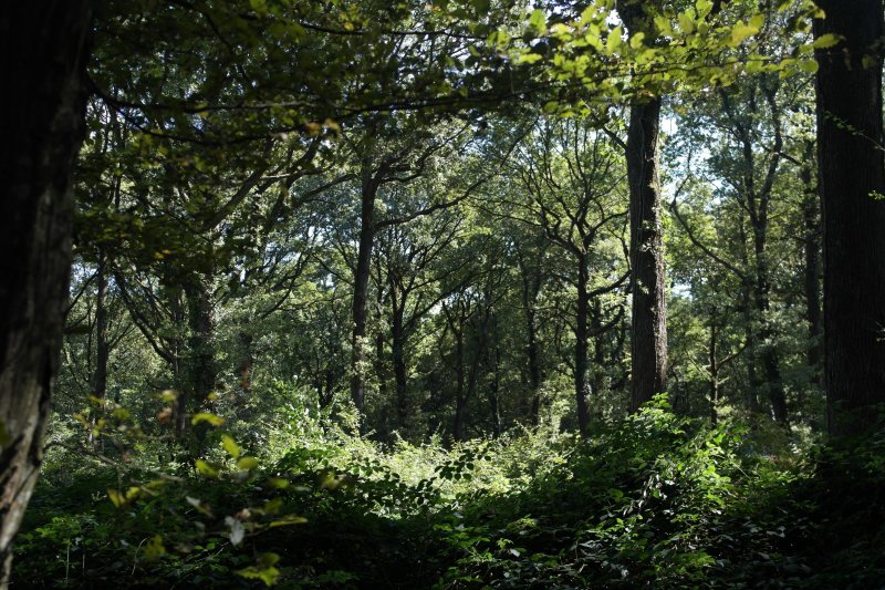 Randonnée propre et patrimoniale "Sur le chemin des Rois"