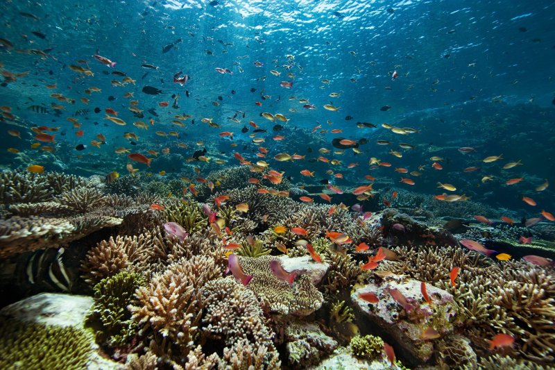 Corail Renaissance