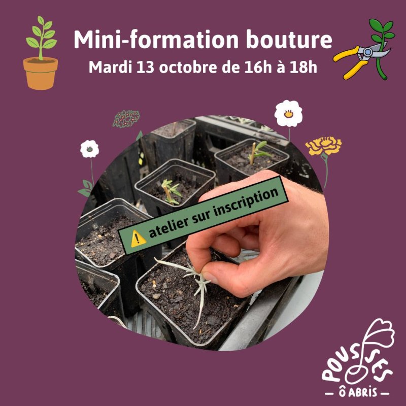 Mini formation bouture