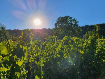 Visite nature - La Vigne au fil des saisons