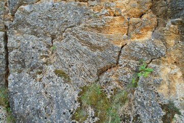 « Le patrimoine en danger » de la Réserve Naturelle Nationale du Bois du Parc