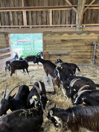 Visite de la ferme de la Bonnellerie