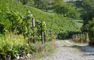 Visite de la vigne du Val Foron et de l'éco paturâge