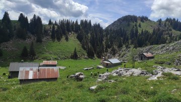 Du grabuge dans les pâturages