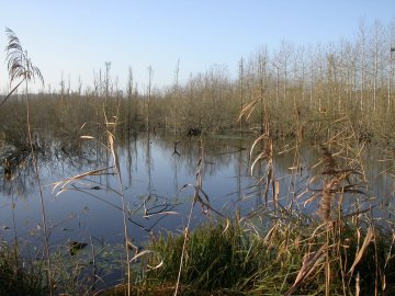 Visite guidée  du Marais