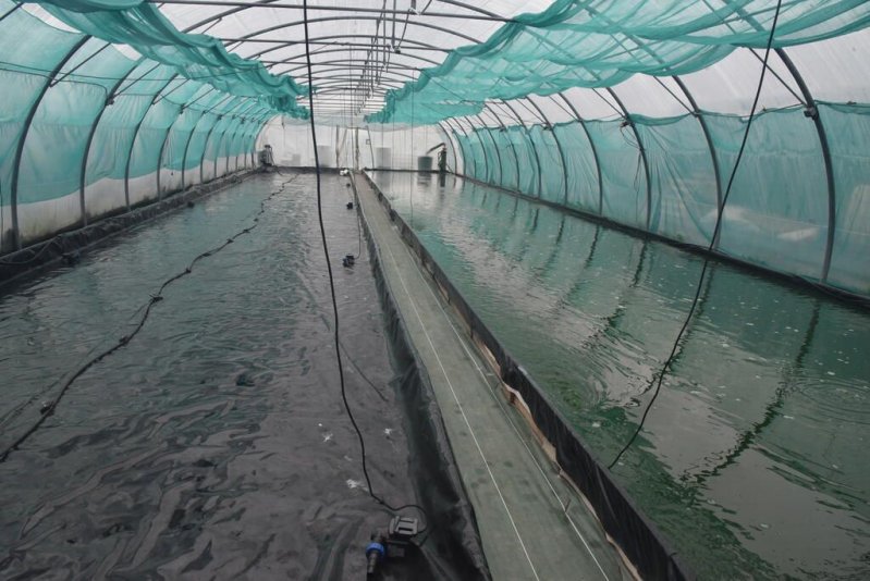 Visite de ferme à spiruline Etika Spirulina