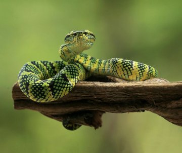Les Serpents