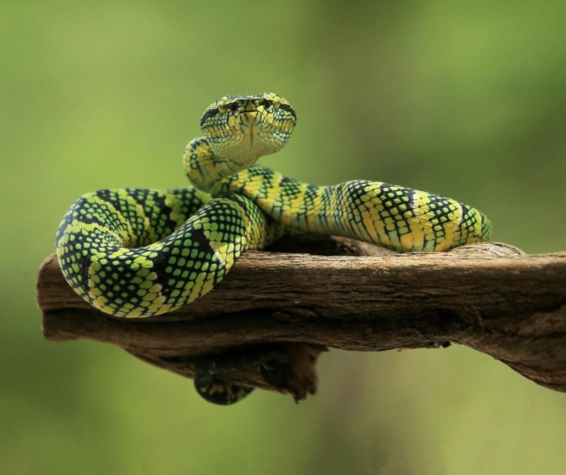 Les Serpents