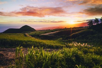 Piton Monvert, un îlot de biodiversité au milieu d’un océan de cannes