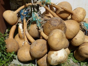 La calebasse fait son musée