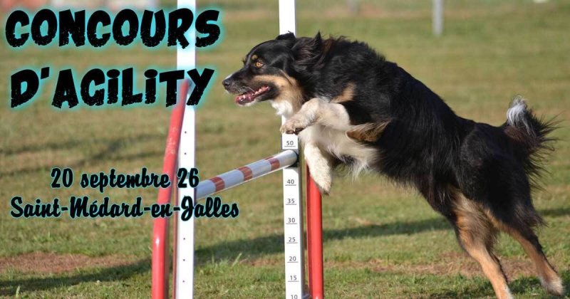 Concours d'agility