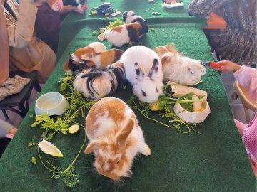 MEDIATION ANIMALE