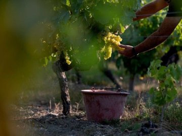 Le Patrimoine Culturel Immatériel du Sud Charente : la transmission et la sauvegarde du patrimoine gastronomique