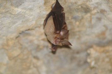 Chouettes, chauves-souris et papillons de nuit