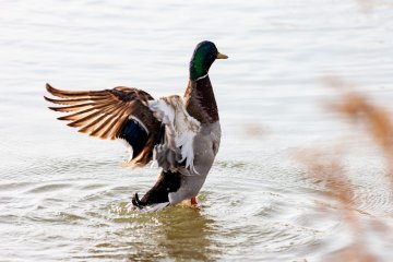 Les oiseaux de Colomiers : dessine-moi un canard sauvage !
