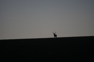 Week end brame du cerf, en vrai.