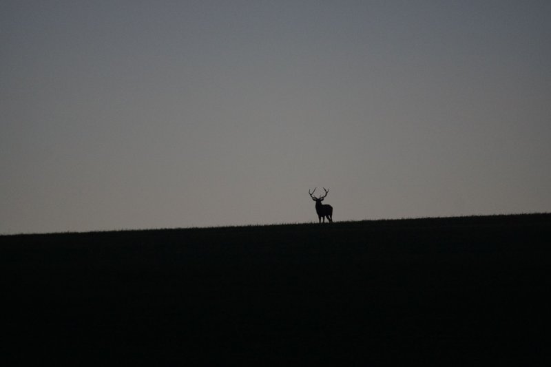 Le brame du cerf, en vrai.
