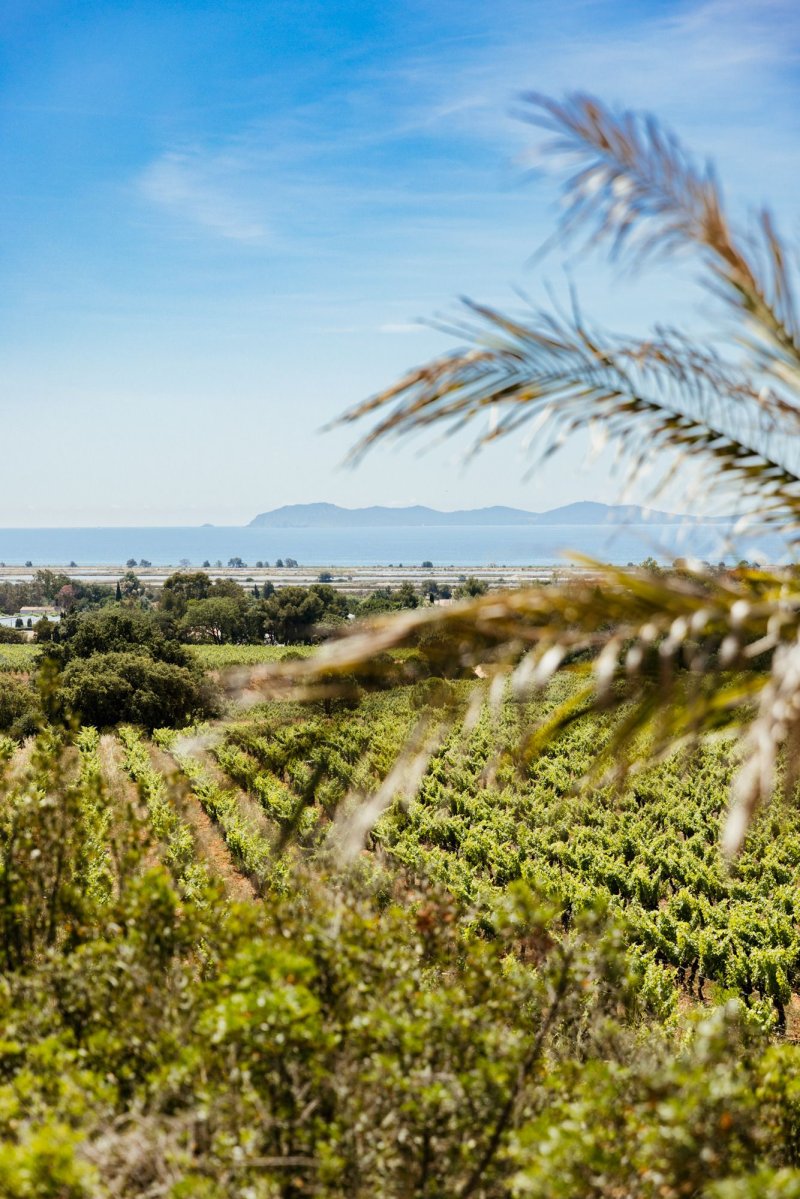Journées Européennes du Patrimoine à Château Galoupet : rencontre unique entre nature, vignes et savoir-faire